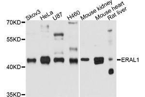Western blot analysis of extracts of various cell lines, using ERAL1 antibody. (ERAL1 anticorps)