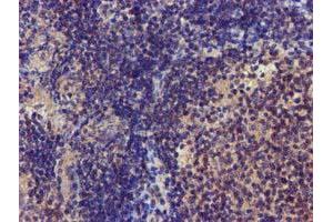 Image no. 6 for anti-Coiled-Coil-Helix-Coiled-Coil-Helix Domain Containing 5 (CHCHD5) (AA 1-110) antibody (ABIN1490561) (CHCHD5 anticorps  (AA 1-110))