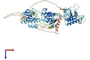 AlphaFold protein structure predicition of Mouse Recombinant Gimap8 Protein, UniprotID Q75N62
