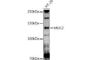 Western blot analysis of extracts of HT-29 cells, using MUC2 antibody (ABIN7268690) at 1:1000 dilution. (MUC2 anticorps  (AA 4850-4950))