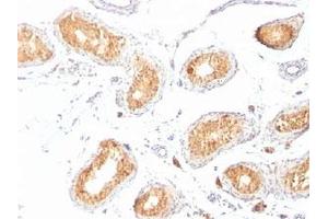 IHC staining of testis with gp100 antibody (HMB45). (Melanoma gp100 anticorps)