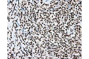 Immunohistochemical staining of paraffin-embedded Kidney tissue using anti-CYP1A2 mouse monoclonal antibody. (CYP1A2 anticorps)
