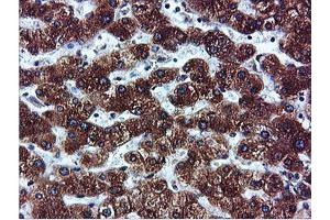 Image no. 15 for anti-IlvB (Bacterial Acetolactate Synthase)-Like (ILVBL) antibody (ABIN1498878) (ILVBL anticorps)