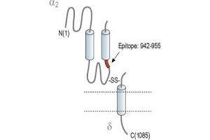 Representative domain view of the target of ABIN7582011.