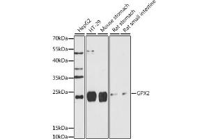 Western blot analysis of extracts of various cell lines, using GPX2 antibody (ABIN7267435) at 1:1000 dilution. (Glutathione Peroxidase 2 anticorps  (AA 100-180))