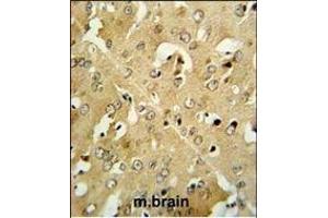 CRHR2 Antibody (Center) (ABIN390758 and ABIN2841016) IHC analysis in formalin fixed and paraffin embedded mouse brain tissue followed by peroxidase conjugation of the secondary antibody and DAB staining.