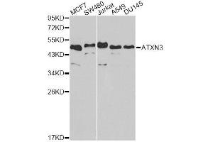 Western blot analysis of extracts of various cell lines, using ATXN3 antibody.