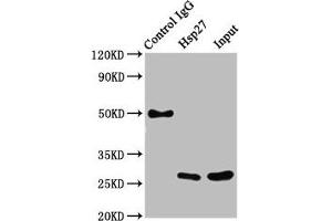 Immunoprecipitating Hsp27 in Hela whole cell lysate Lane 1: Rabbit control IgG instead of ABIN7127557 in Hela whole cell lysate.