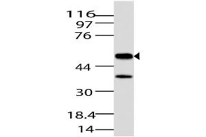 Image no. 1 for anti-Jumonji Domain Containing 5 (JMJD5) (AA 20-220) antibody (ABIN5027325) (JMJD5 anticorps  (AA 20-220))