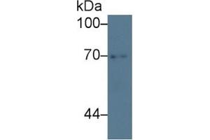 Rabbit Detection antibody from the kit in WB with Positive Control: Sample Human lung lysate. (ATG16L1 Kit ELISA)