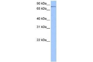 PNPT1 antibody used at 0. (PNPT1 anticorps  (Middle Region))