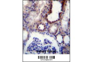 IGSF8 Antibody immunohistochemistry analysis in formalin fixed and paraffin embedded human kidney tissue followed by peroxidase conjugation of the secondary antibody and DAB staining.