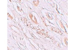 Immunohistochemical staining of human kidney cells with TMEM59 polyclonal antibody  at 2. (TMEM59 anticorps  (N-Term))