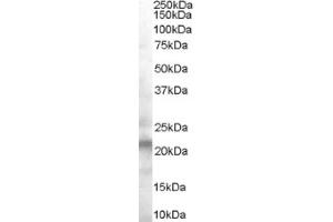 Image no. 1 for anti-Vacuolar Protein-Sorting-Associated Protein 25 (VPS25) (Internal Region) antibody (ABIN374641) (VPS25 anticorps  (Internal Region))