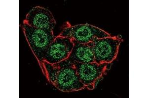 Confocal immunofluorescent analysis of PDK4 antibody with HeLa cells followed by Alexa Fluor 488-conjugated goat anti-rabbit lgG (green).