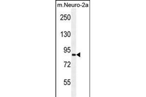 VWA3B Antibody (C-term) (ABIN654263 and ABIN2844080) western blot analysis in mouse Neuro-2a cell line lysates (35 μg/lane). (VWA3B anticorps  (C-Term))