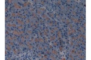 Detection of GP2 in Mouse Pancreas Tissue using Polyclonal Antibody to Glycoprotein 2, Zymogen Granule Membrane (GP2) (GP2 anticorps  (AA 301-506))