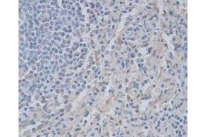 Immunohistochemical staining of formalin-fixed paraffin-embedded human tonsil tissue showing cytoplasmic staining with CASP4 polyclonal antibody  at 1 : 100 dilution.