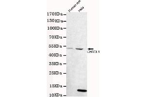 Western blot detection of CHRDL1 in human eye and Hela cell lysates using CHRDL1 mouse mAb (1:1000 diluted). (CHRDL1 anticorps)
