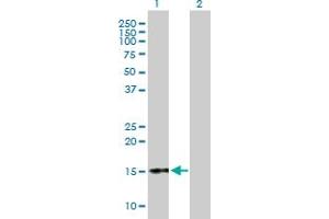 Western Blot analysis of CGA expression in transfected 293T cell line by CGA MaxPab polyclonal antibody. (CGA anticorps  (AA 1-116))
