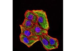 Immunofluorescence analysis of Hela cells using KRT18 mouse mAb (green).