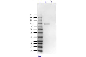 Western Blot of Goat Anti-GRK2 Antibody Western Blot of Goat Anti-GRK2 Antibody.