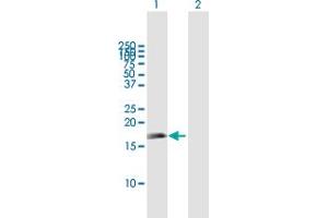 Western Blot analysis of APITD1 expression in transfected 293T cell line by APITD1 MaxPab polyclonal antibody.