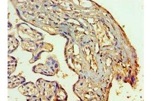 Immunohistochemistry of paraffin-embedded human placenta tissue using ABIN7155521 at dilution of 1:100 (SETDB1 anticorps  (AA 1-397))