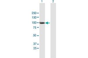 Western Blot analysis of ANKZF1 expression in transfected 293T cell line by ANKZF1 MaxPab polyclonal antibody. (ANKZF1 anticorps  (AA 1-726))