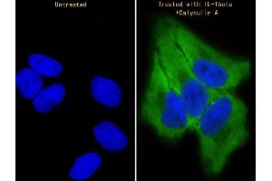 Immunofluorescent analysis of 4 % paraformaldehyde-fixed, 0.