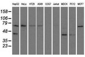 Image no. 4 for anti-Golgi Reassembly Stacking Protein 1, 65kDa (GORASP1) antibody (ABIN1498488)