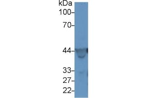 Detection of ACTG in Rat Skeletal muscle lysate using Polyclonal Antibody to Gamma Actin (ACTG)