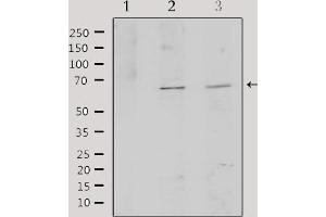 Western blot analysis of extracts from various samples, using TCF3 Antibody. (TCF3 anticorps  (Internal Region))
