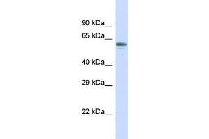 Host:  Rabbit  Target Name:  ZNF527  Sample Type:  Placenta lysates  Antibody Dilution:  1. (ZNF527 anticorps  (N-Term))