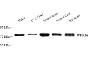 Western blot analysis of WDR26 (ABIN7076215) at dilution of 1: 2000 (WDR26 anticorps)