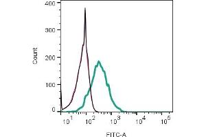 anti-Hydrogen Voltage-Gated Channel 1 (HVCN1) (AA 119-133), (Extracellular), (Loop 1) antibody