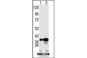 Western blot analysis of PHB2 using PHB2 Antibody (Y248) using 293 cell lysates (2 ug/lane) either nontransfected (Lane 1) or transiently transfected with the PHB2 gene (Lane 2).