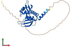 AlphaFold protein structure predicition of Human Recombinant NAA11 Protein, UniprotID Q9BSU3
