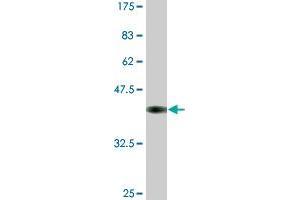 Western Blot detection against Immunogen (37. (MCM3 anticorps  (AA 699-808))