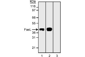 Western Blotting (WB) image for anti-Fas Ligand (TNF Superfamily, Member 6) (FASL) antibody (ABIN967520) (FASL anticorps)