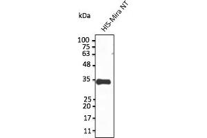 Western Blotting (WB) image for anti-Sarcolemma Associated Protein (SLMAP) (N-Term) antibody (ABIN7273079) (SLMAP anticorps  (N-Term))