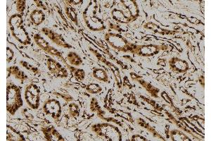 ABIN6277520 at 1/100 staining Human kidney tissue by IHC-P. (PTGES3 anticorps  (C-Term))