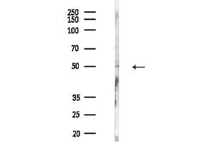 Western blot analysis of lysates from (LPS, 4h treatment), using KCNC1 Antibody at 1/1000 dilution.