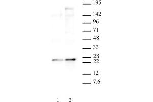 HP1 gamma phospho Ser93 pAb tested by Western blot. (CBX3 anticorps  (pSer93))