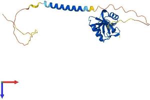 AlphaFold protein structure predicition of Human Recombinant CLEC7A Protein, UniprotID Q9BXN2
