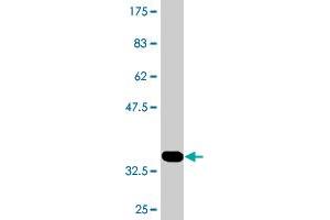 Western Blot detection against Immunogen (34.