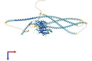 AlphaFold protein structure predicition of Human Recombinant KIF5C Protein, UniprotID O60282