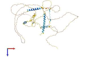 AlphaFold protein structure predicition of Mouse Recombinant Lad1 Protein, UniprotID P57016