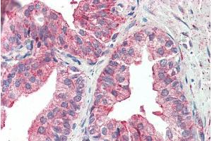 ABIN570690 (5µg/ml) staining of paraffin embedded Human Prostate. (KIF6 anticorps  (Internal Region))
