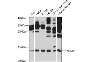 Western blot analysis of extracts of various cell lines, using TXNL4A antibody (ABIN6132742, ABIN6149737, ABIN6149738 and ABIN6214282) at 1:1000 dilution. (TXNL4A anticorps  (AA 1-142))